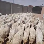 غنم حري