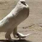 ذكر نفاخ ابيض