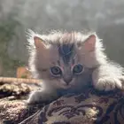 شيرازي للبيع