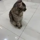 قطه لتبني معها كامل اغراضها
