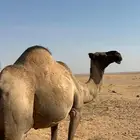 للبيع ناقه