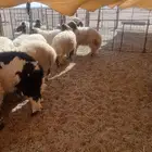 طليان نعيمي عدد 20 راس