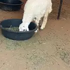 للبيع ذبايخ نعيم وحري