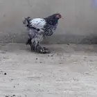 ديكه براهما كونك دم صافي