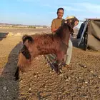 تيوس فحوله جذعان صنف البو قبرصي ولا ألم وحده عرضيه وحده مطو