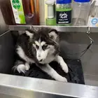 كلب هاسكي انثى ضائعة من يجدها له3000 ريال