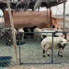 ذبايح للبيع جمله وتفريد