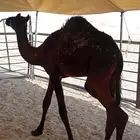 سلام عليكم للبيع قعود على الحليب