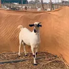 مشروع بيشي فاخر