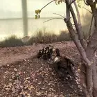 بطة وصيصان 6