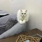 cat for adaption for free