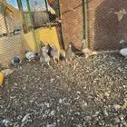 ذكور سلفر جامبوا