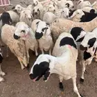 سواكن بيض