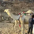 خلفه كفووو بكررر