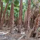 اشجار واشنطونيا زينه للبيع اسعار مناسبه