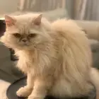للبيع قطوة بيت