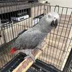 ببغاء