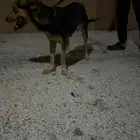 انثى هجينة سلق على جيرمن