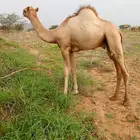 قعود للبيع