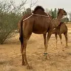 نياق سواحل للبيع