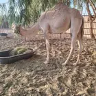 بكره طالعه من السيده للبيع