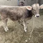 حسلان مشروكه ألماني سويسري في بيشة