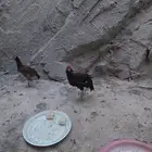 ديك و دجاج باكستاني