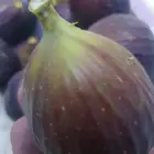 شتلات حماط براون فاخره(بدأ الحجز) ورمان بيده