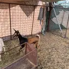 جفره هجين وعل