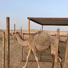 بكره طيبه