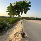 مشاتل بيع الاشجار بالجملة للكميات فقط