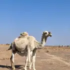 للبيع خلفه وضحا تحتها قعود