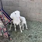 غنم