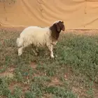 خروف نعيمي البيع مستعجل