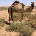 ناقه عمانيه حايل