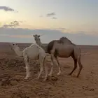 للبيع ابل