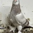 طبات طواقي ( فاخره)