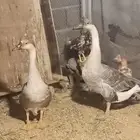 عاجل. وز عراقي وحجل وقطا وقمري...
