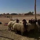 شياه نعيم مراح