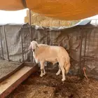 للبيع طلي مشروط