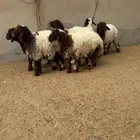 رخال نعيم( تم البيع)