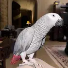 تم البيع