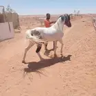بوني فاخر