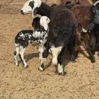 نعجه والد