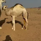 للبيع حوار لباني