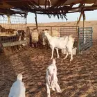 عنز توم