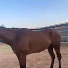 سلام عليكم عرض حصان انقليزي شعبي طول سبعا بلكت ونص