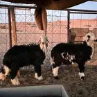 خرفان