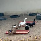 للبيع بط
