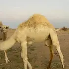قعدان لبانيات